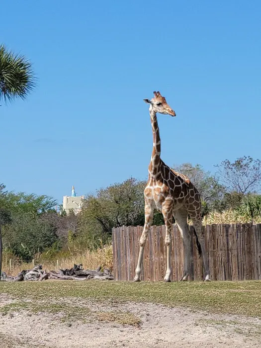 Busch Gardens Tampa Bay 6