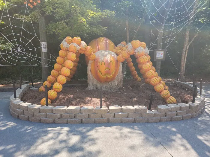 Dollywood 9