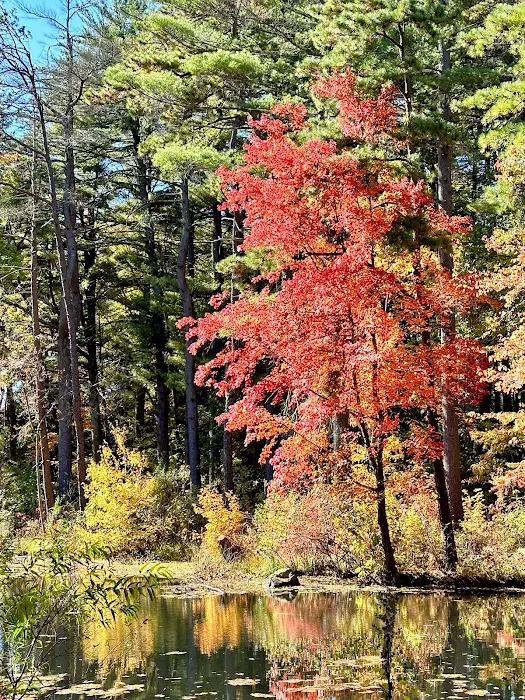 Pine Lake Adventure Park 6