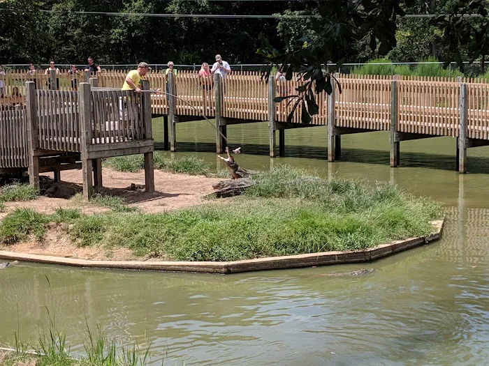 Gators and Friends 1