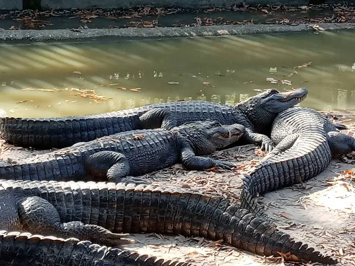 Gators and Friends 9