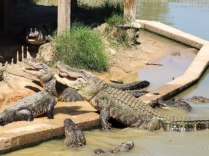 Gators and Friends 0