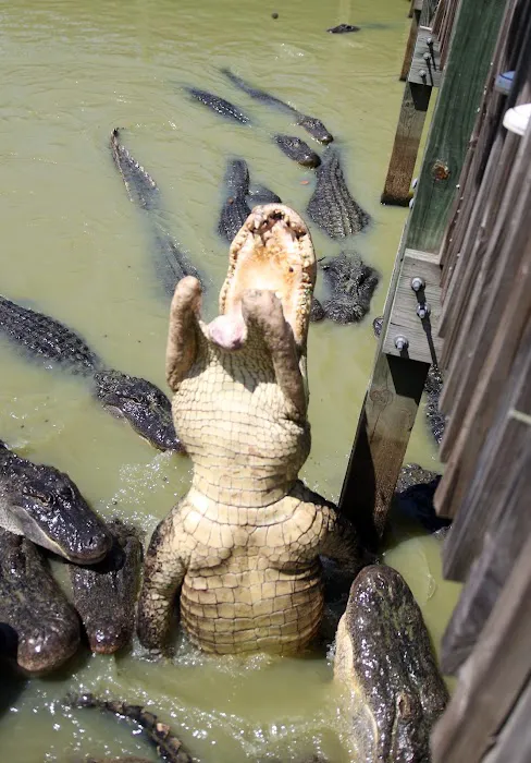 Gators and Friends 8