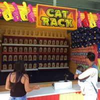 Cat Rack