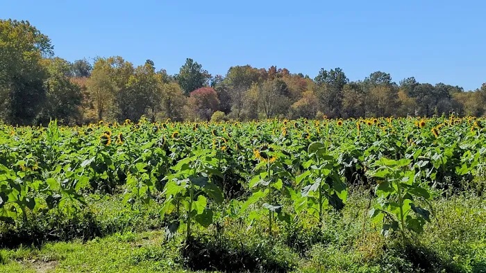 Bigfoot Corn Maze 1