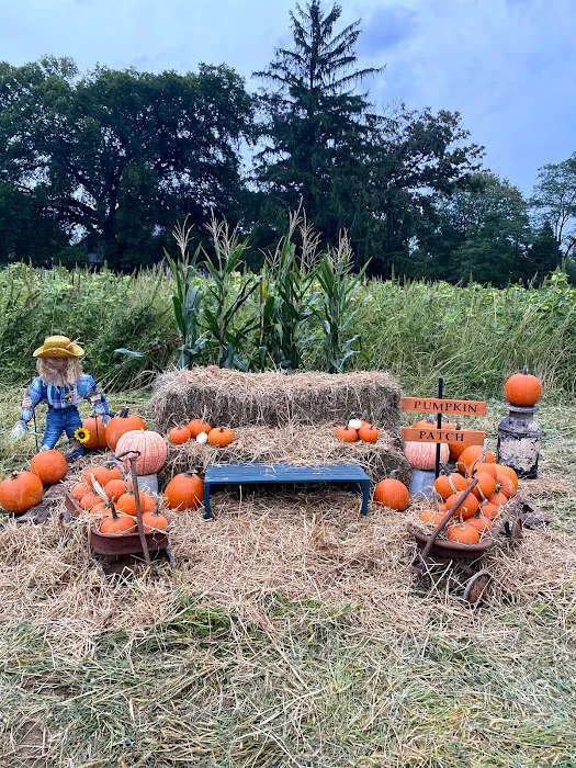Bigfoot Corn Maze 7