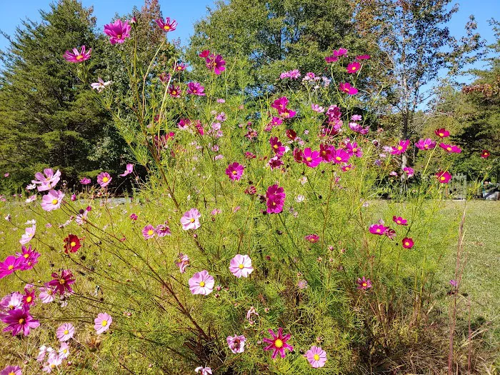 The Wildflower Garden and Fairy Retreat 4