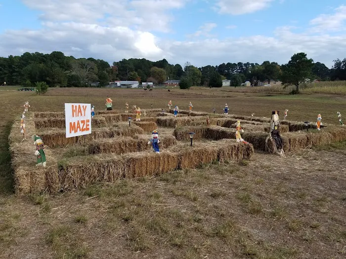 Crossroads Corn Maze 6