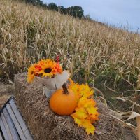 Crossroads Corn Maze