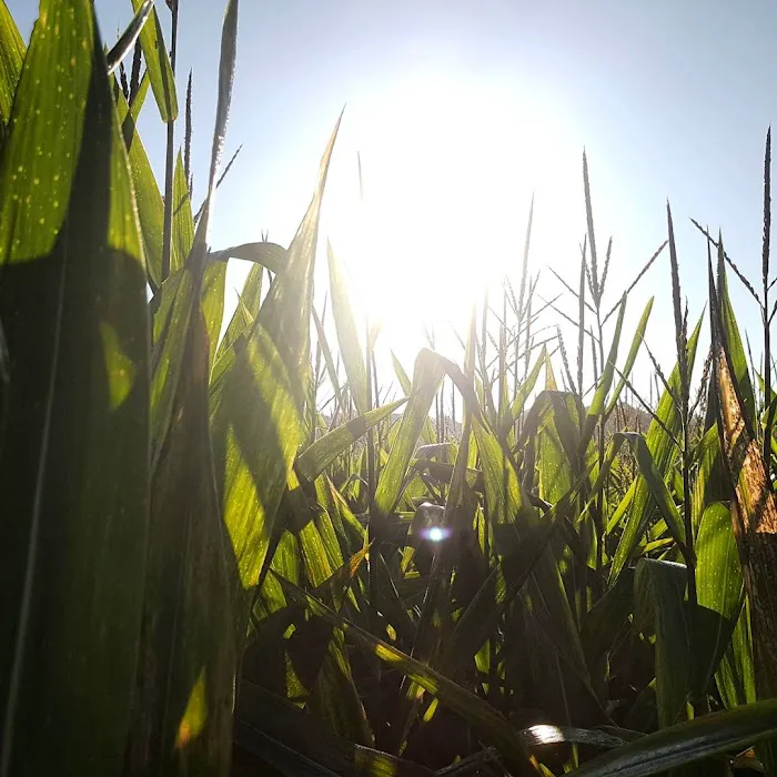 Crossroads Corn Maze 3