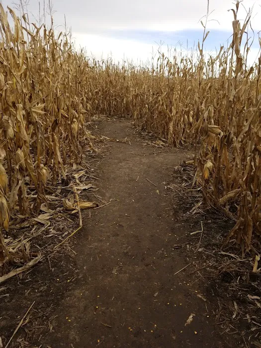 Sioux Falls Corn Maze 0