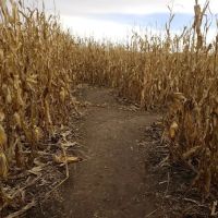 Sioux Falls Corn Maze