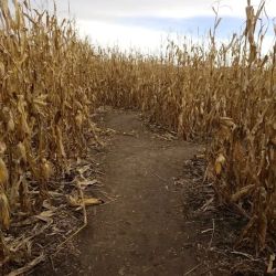 Sioux Falls Corn Maze ico